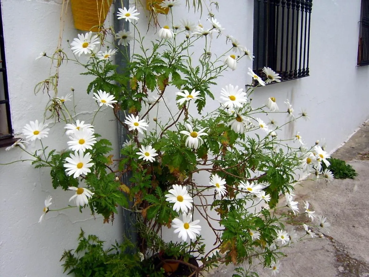 Apartamento Mi Casa En Benamahoma